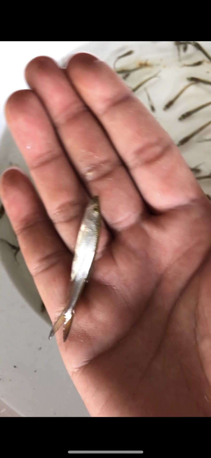 【牛商推荐】鳡鱼苗、公分苗、直接下池塘即可、一手货🔥
