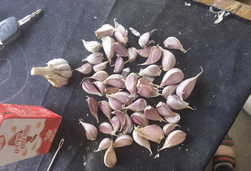 川蒜种子早熟四川二水早红根蒜苗种子，苔蒜种