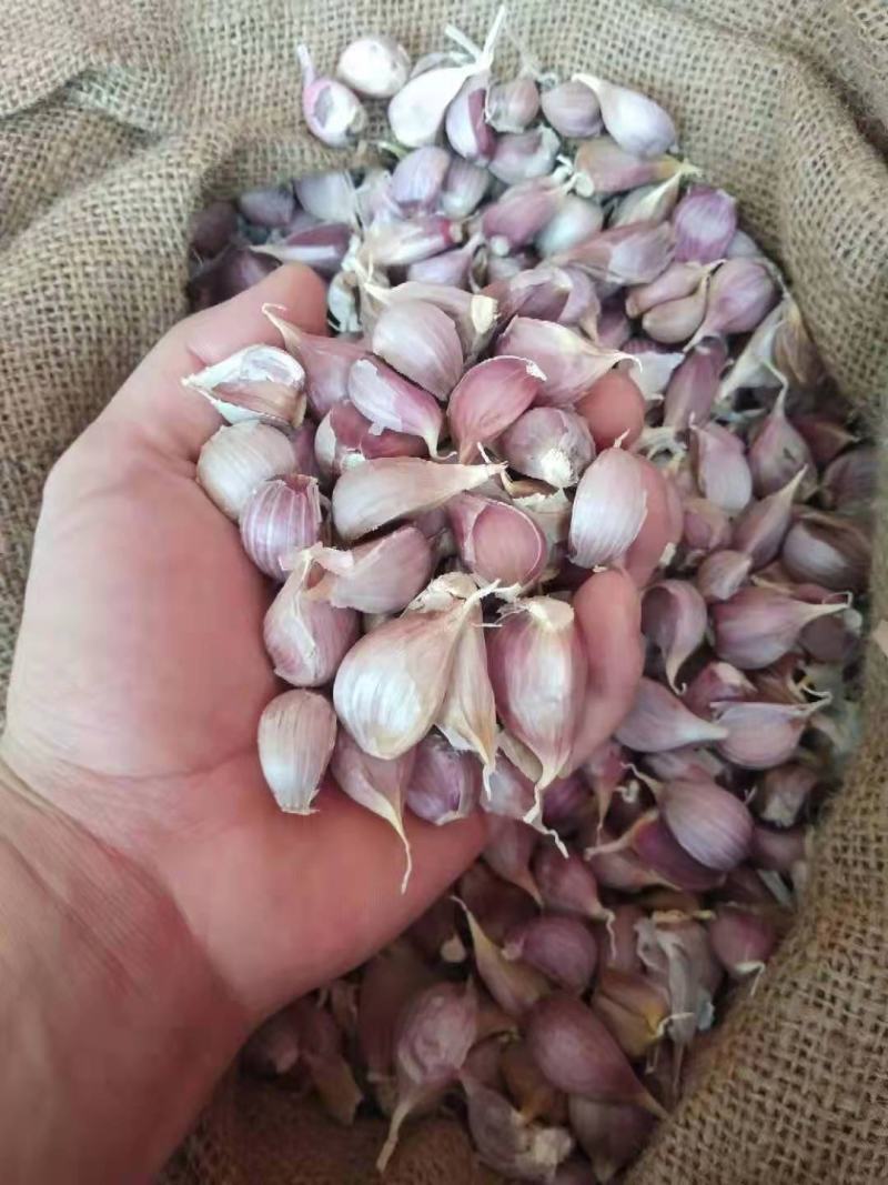 川蒜种子早熟四川二水早红根蒜苗种子，苔蒜种