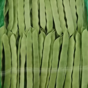 山西扁豆白豆