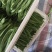 山西扁豆白豆