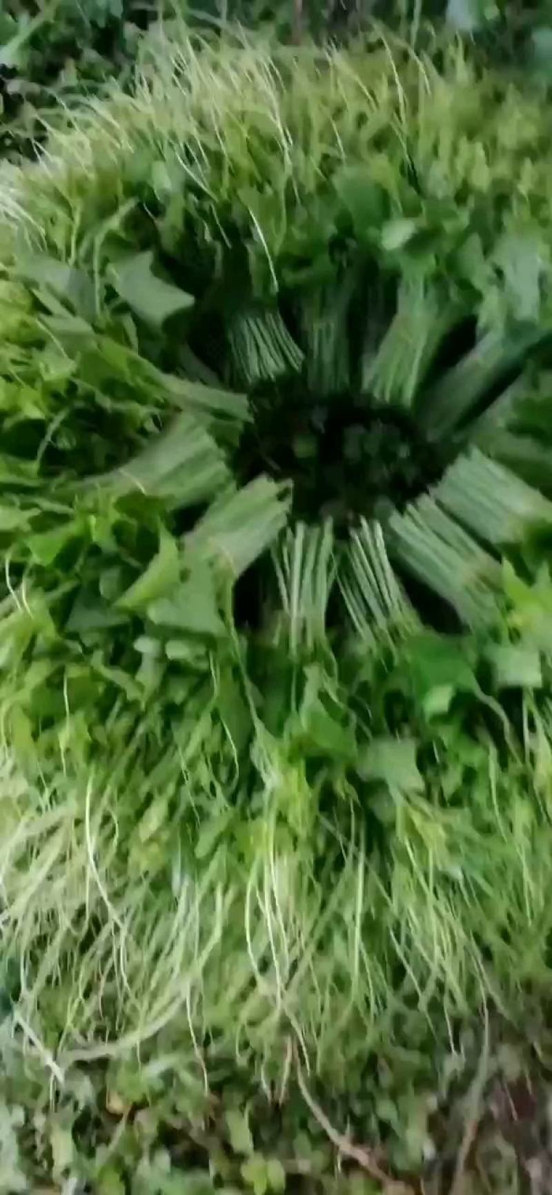 龙须菜