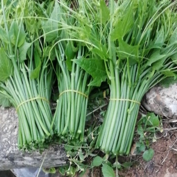 龙须菜