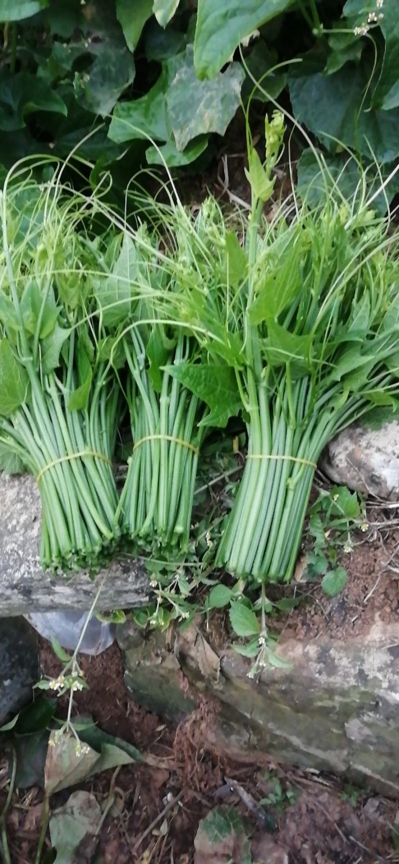 龙须菜