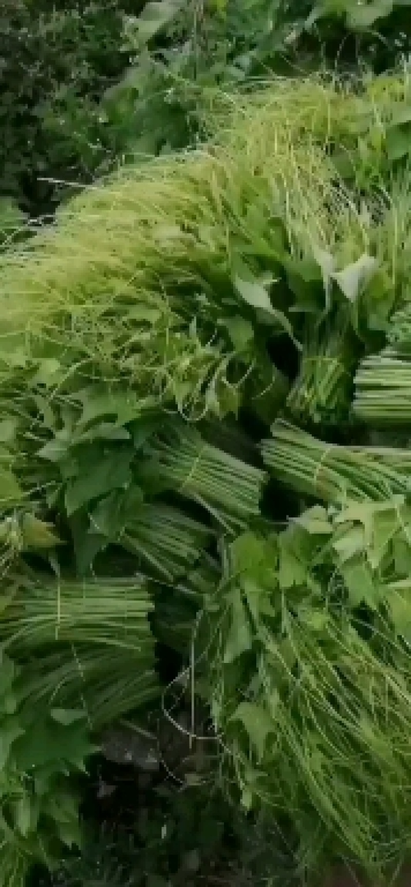 龙须菜