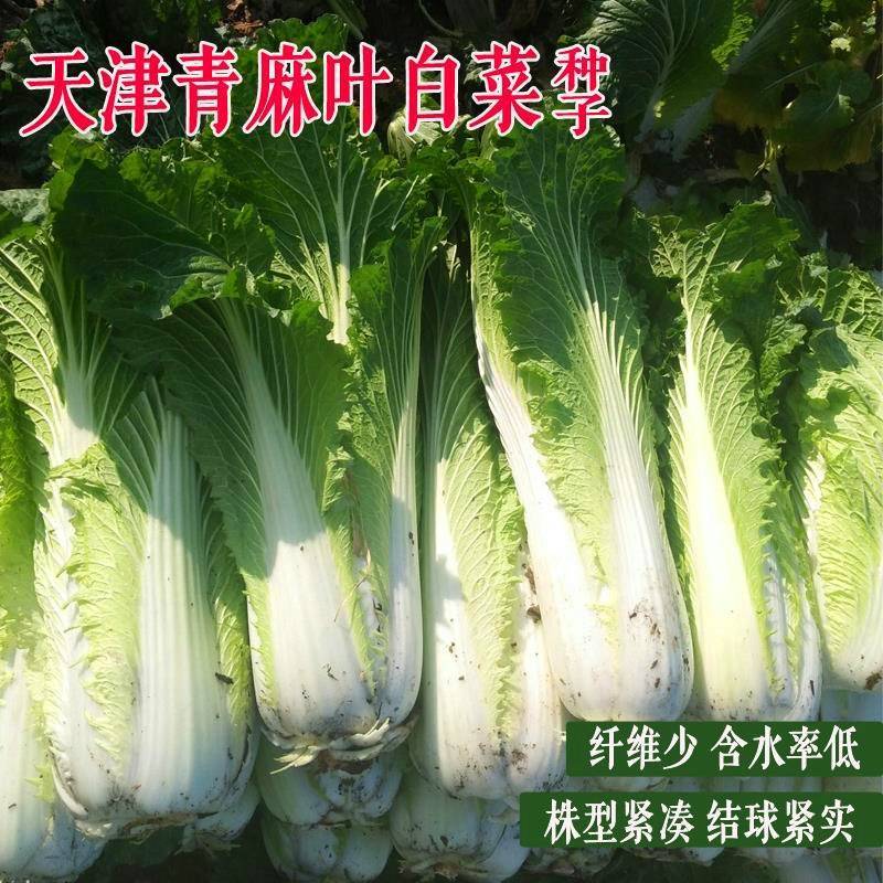 天津青麻叶菜种子大白菜种子津绿75无津长筒型高产绍菜