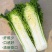 天津青麻叶菜种子大白菜种子津绿75无津长筒型高产绍菜