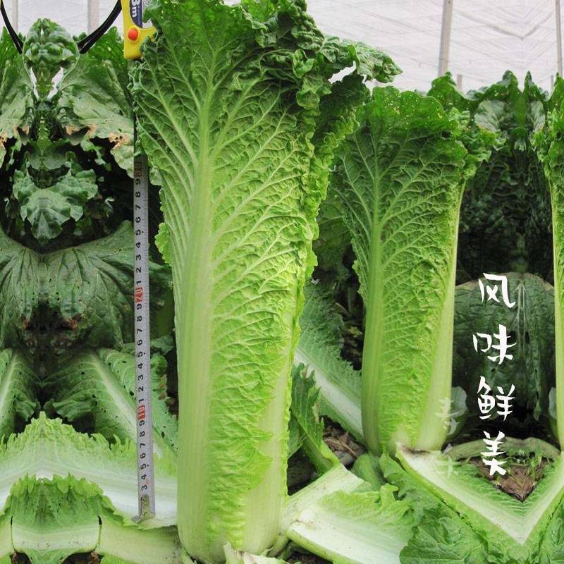 天津青麻叶菜种子大白菜种子津绿75无津长筒型高产绍菜
