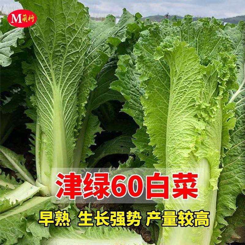 天津青麻叶菜种子大白菜种子津绿75无津长筒型高产绍菜