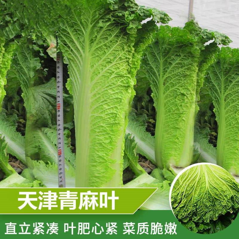天津青麻叶菜种子大白菜种子津绿75无津长筒型高产绍菜