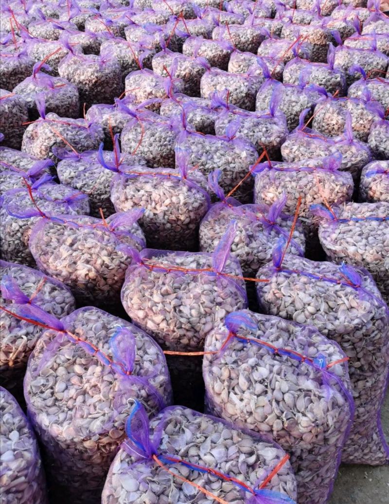 蒜苗种子，红根蒜苗种子，纯手工分瓣，大蒜种子，保证质量！