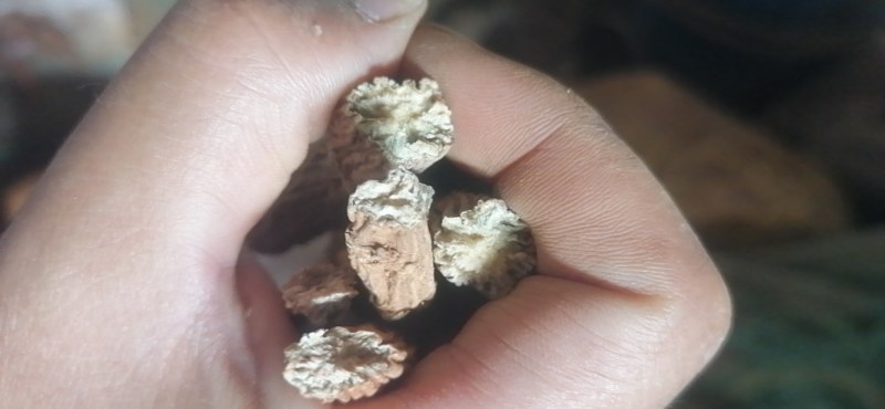 续断批发看上的老板欢迎订购