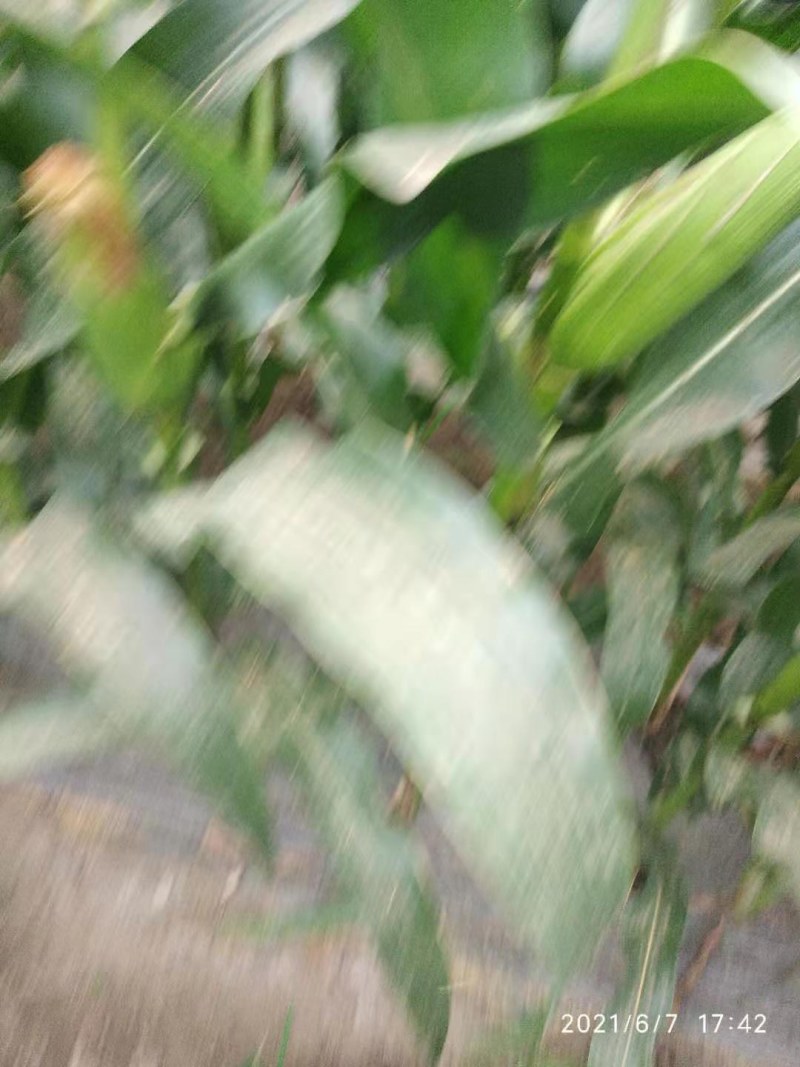新鲜玉米，自产自销，价格低，质量好，诚信经营，欢迎来电