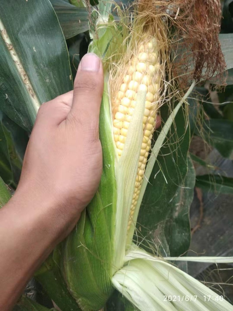 新鲜玉米，自产自销，价格低，质量好，诚信经营，欢迎来电