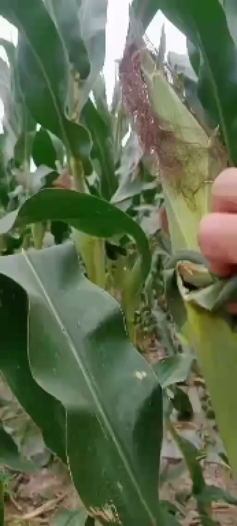 湖北荆州优质彩糯玉米，产地直销，合作共赢！