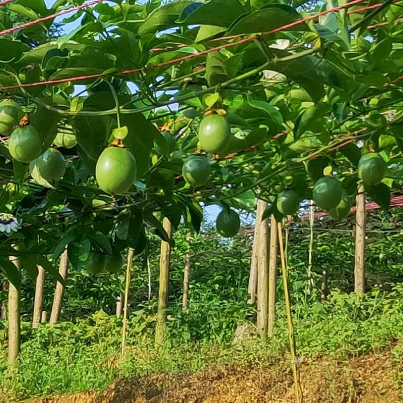 【百香果】云南热带高山百香果台农紫香，量大从优