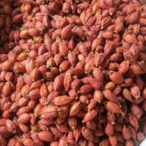 新货栀子果栀子花茶上色食用卤肉中药野生栀子果黄栀子茶山栀
