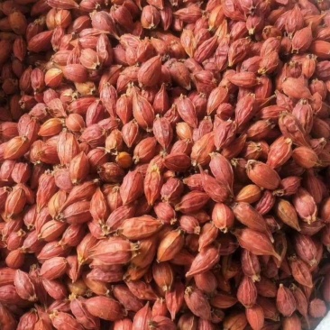 新货栀子果栀子花茶上色食用卤肉中药野生栀子果黄栀子茶山栀