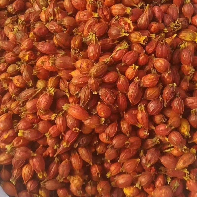 新货栀子果栀子花茶上色食用卤肉中药野生栀子果黄栀子茶山栀