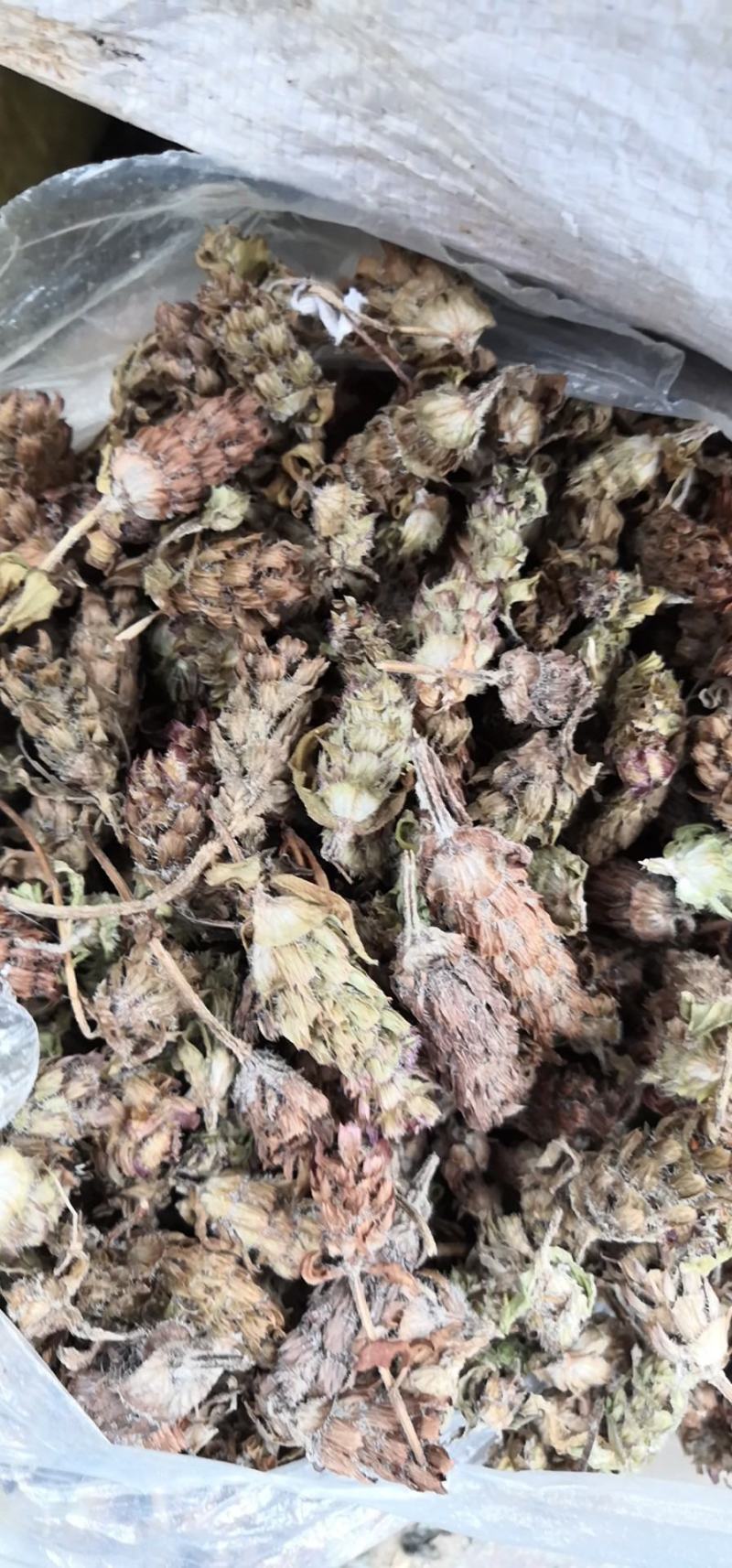 野生夏枯球，大货供应中。产地重庆市秀山县
