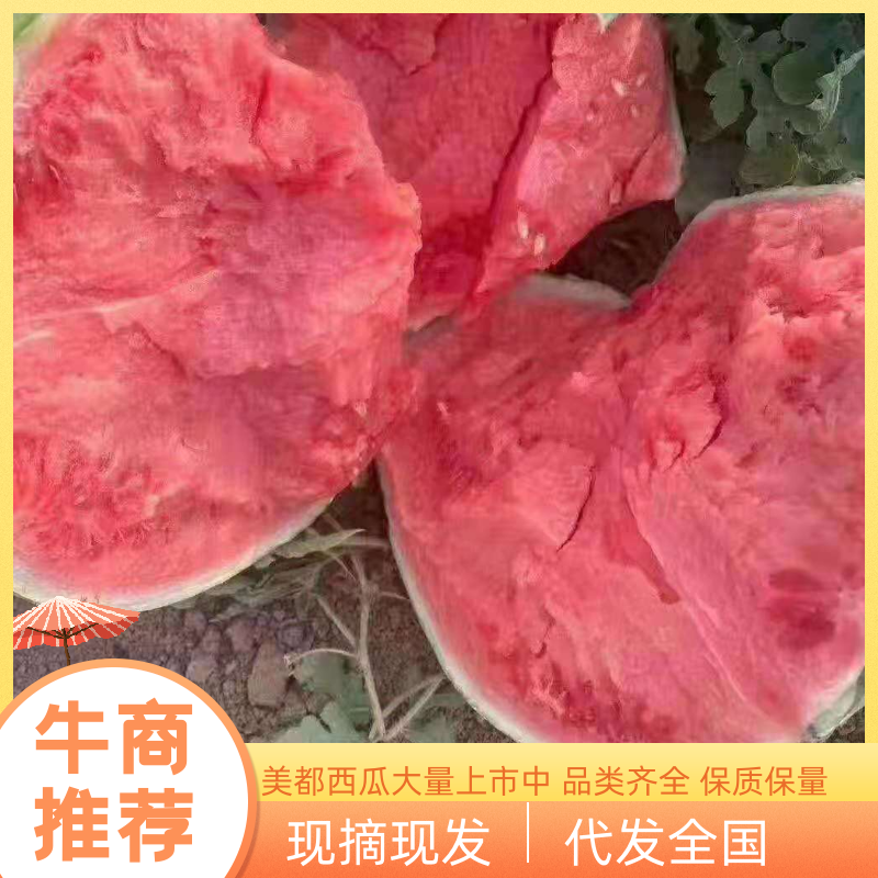 宝鸡无籽美都西瓜，大量上市，质量保证。电话详询