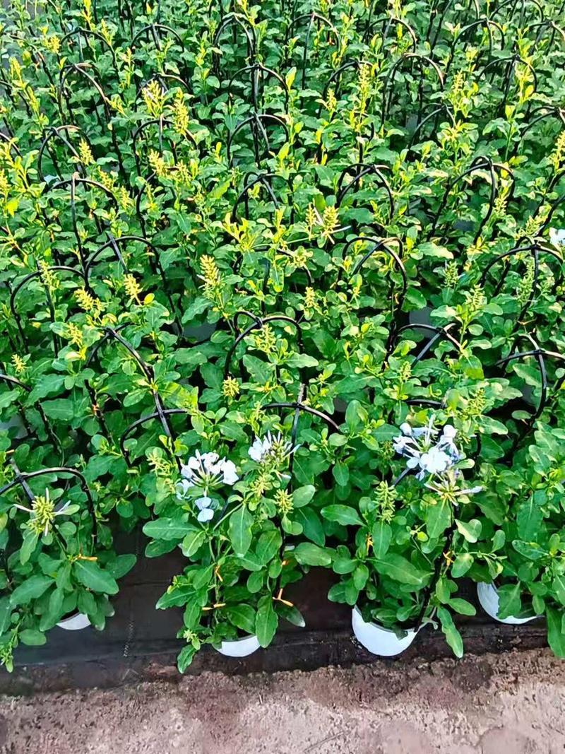 蓝雪花草本盆栽养护简单花期长可绿化量大优惠