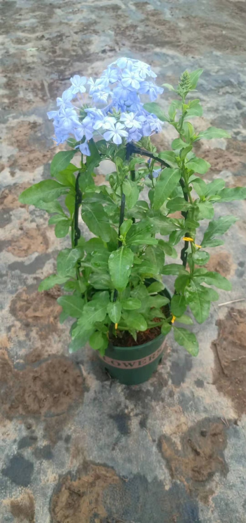 蓝雪花草本盆栽养护简单花期长可绿化量大优惠
