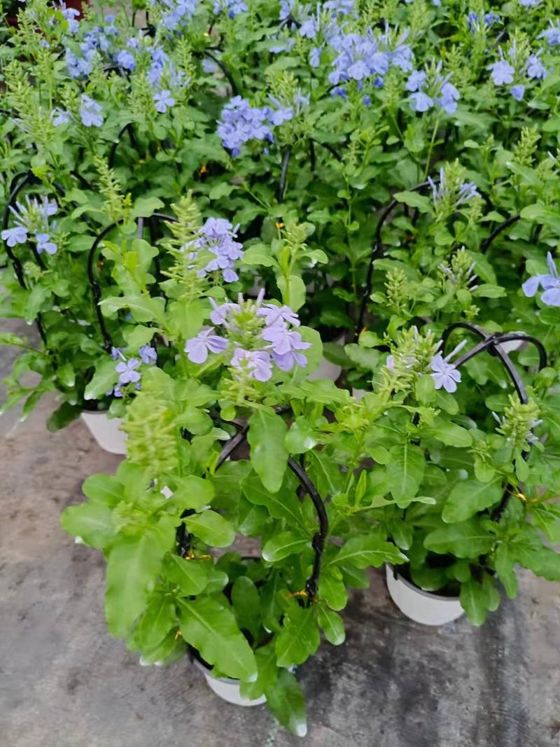 蓝雪花草本盆栽养护简单花期长可绿化量大优惠