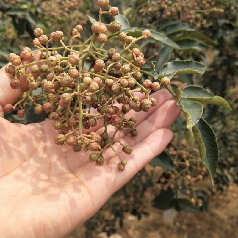 【推荐】山东2023新货青花椒色选无刺质量保证