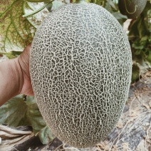 （基地直供）（热销）（推荐）西州蜜量大有货大量有货……