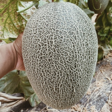 （基地直供）（热销）（推荐）西州蜜量大有货大量有货……