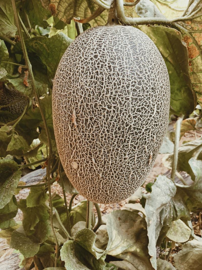 （基地直供）（热销）（推荐）西州蜜量大有货大量有货……