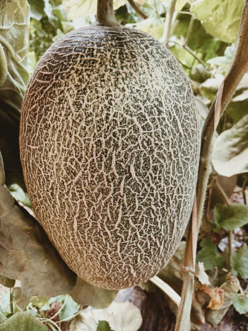 （基地直供）（热销）（推荐）西州蜜量大有货大量有货……
