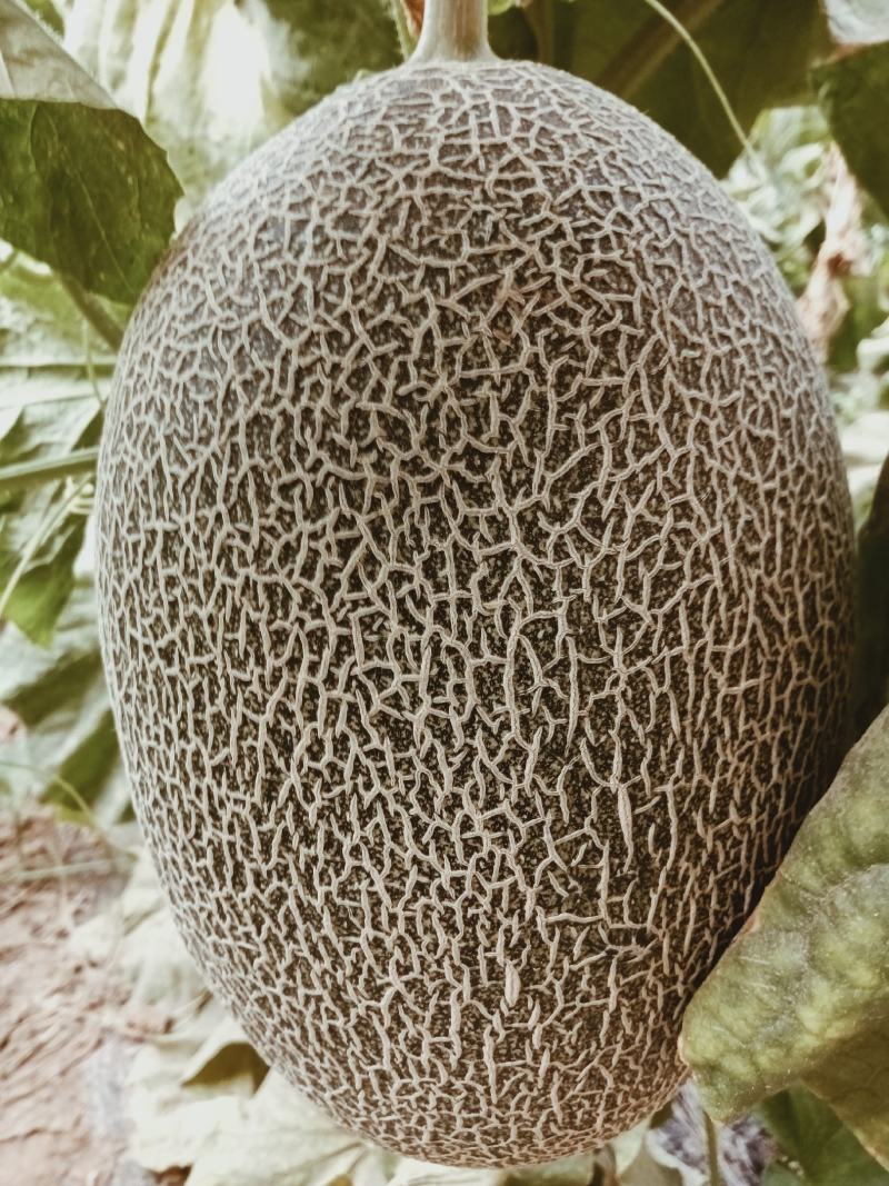 （基地直供）（热销）（推荐）西州蜜量大有货大量有货……