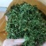 鸡骨草
