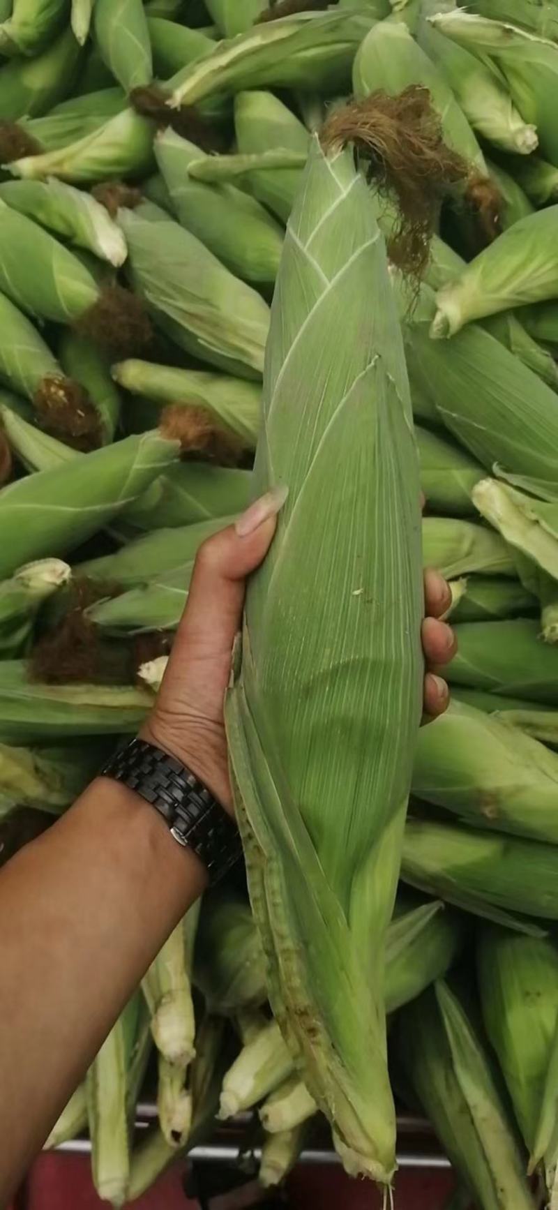 水果玉米万诺2000万诺188花糯