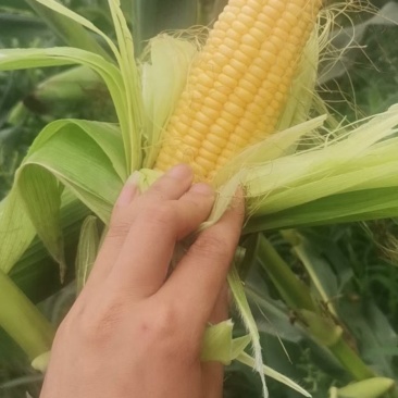 水果玉米万诺2000万诺188花糯