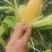 水果玉米万诺2000万诺188花糯