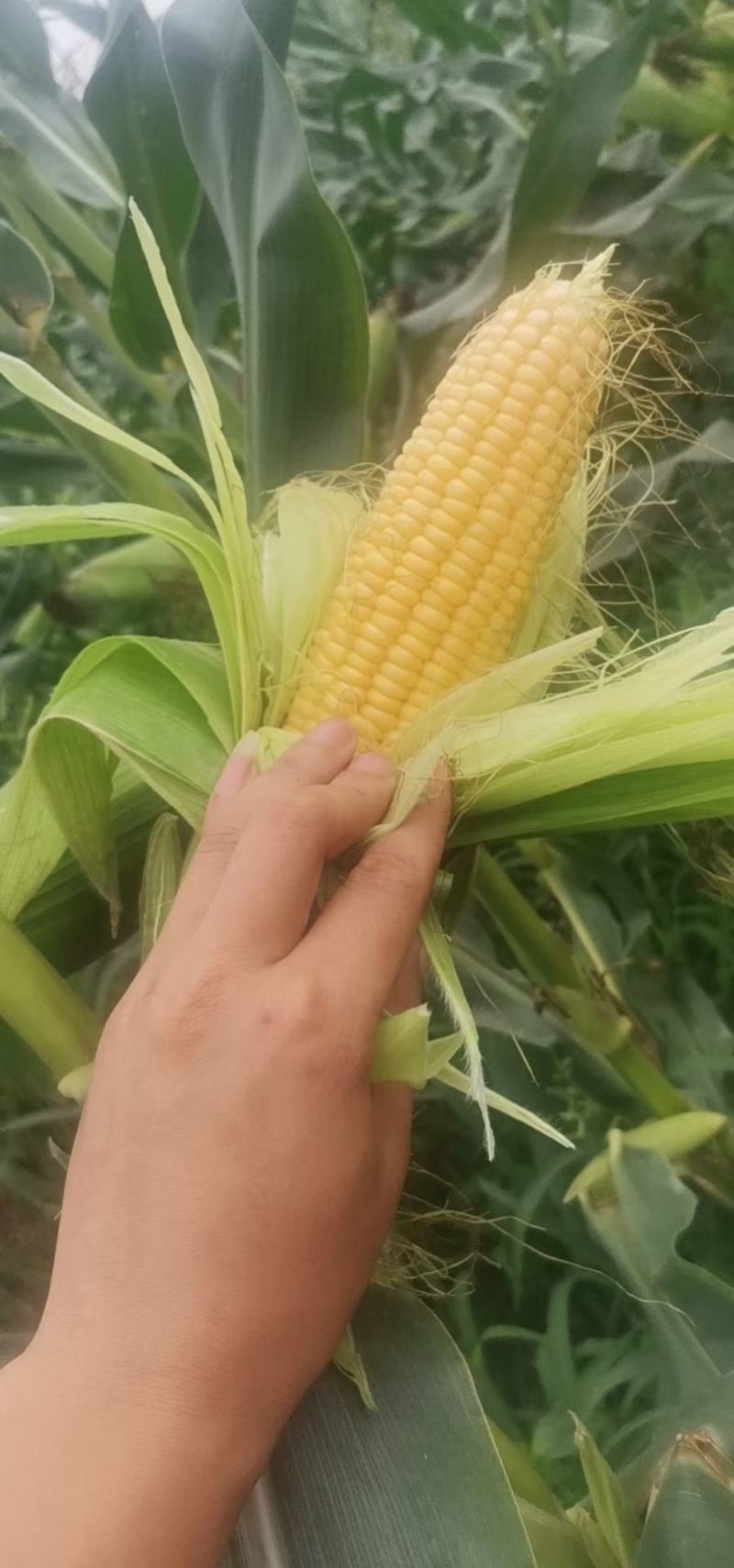 水果玉米万诺2000万诺188花糯