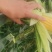 水果玉米万诺2000万诺188花糯