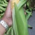 水果玉米万诺2000万诺188花糯