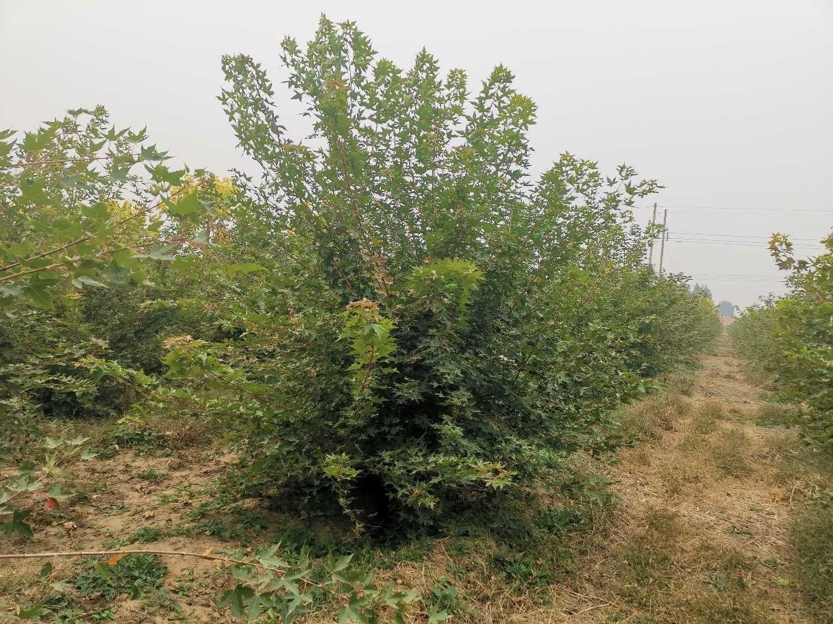 元宝枫苗圃种植场景