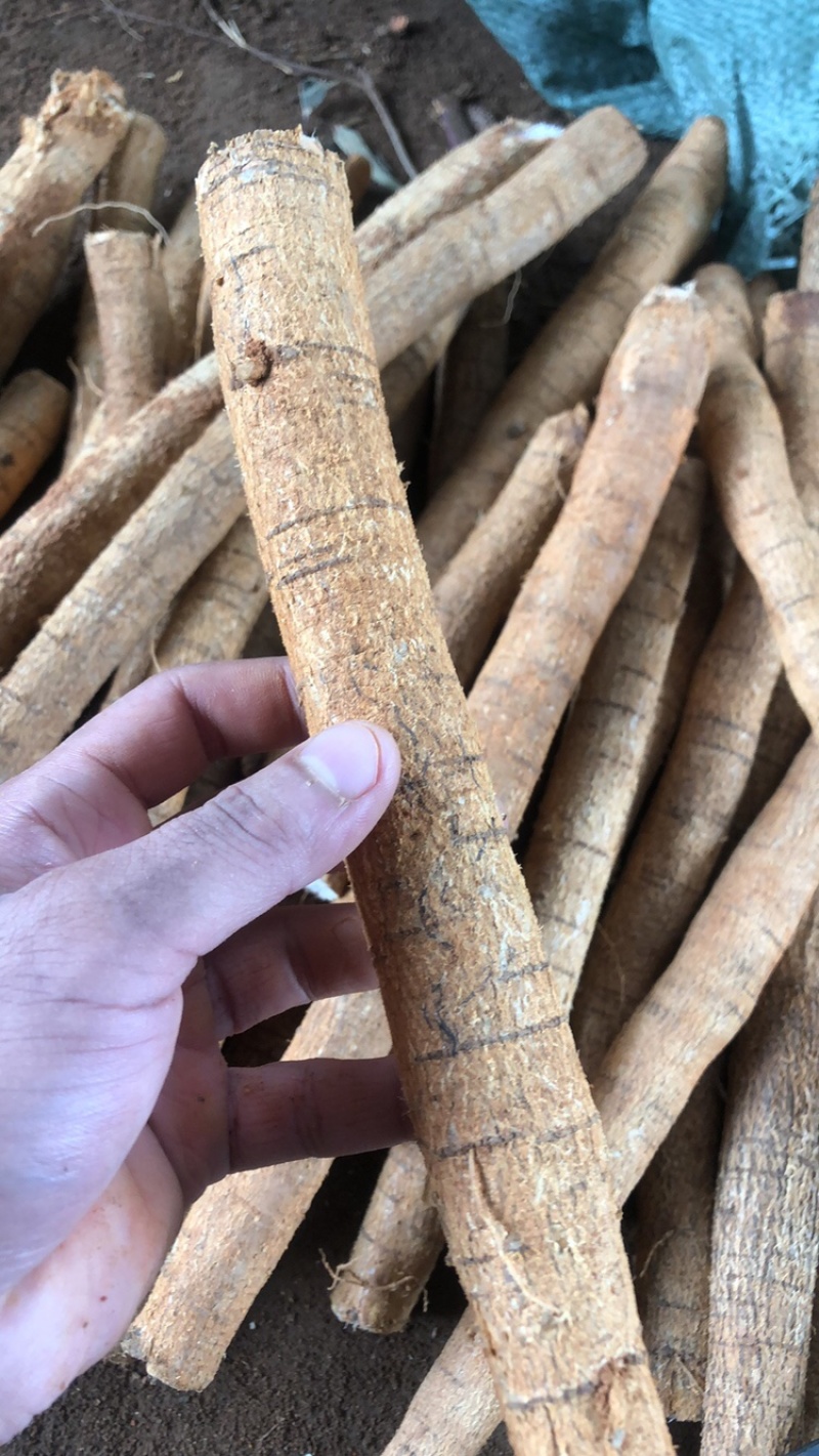 常年供牛大力新鲜货各种各样规格一手货源现挖现出产地直销