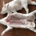 冻乳猪，烤乳猪，乳猪，2--40公斤大量现货
