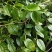 南方荚蒾、火柴树、火斋、满山红(干货)！