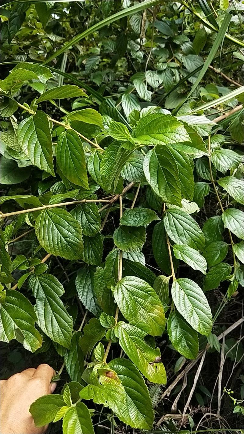 南方荚蒾、火柴树、火斋、满山红(干货)！
