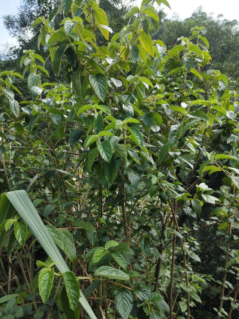 南方荚蒾、火柴树、火斋、满山红(干货)！