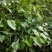 南方荚蒾、火柴树、火斋、满山红(干货)！