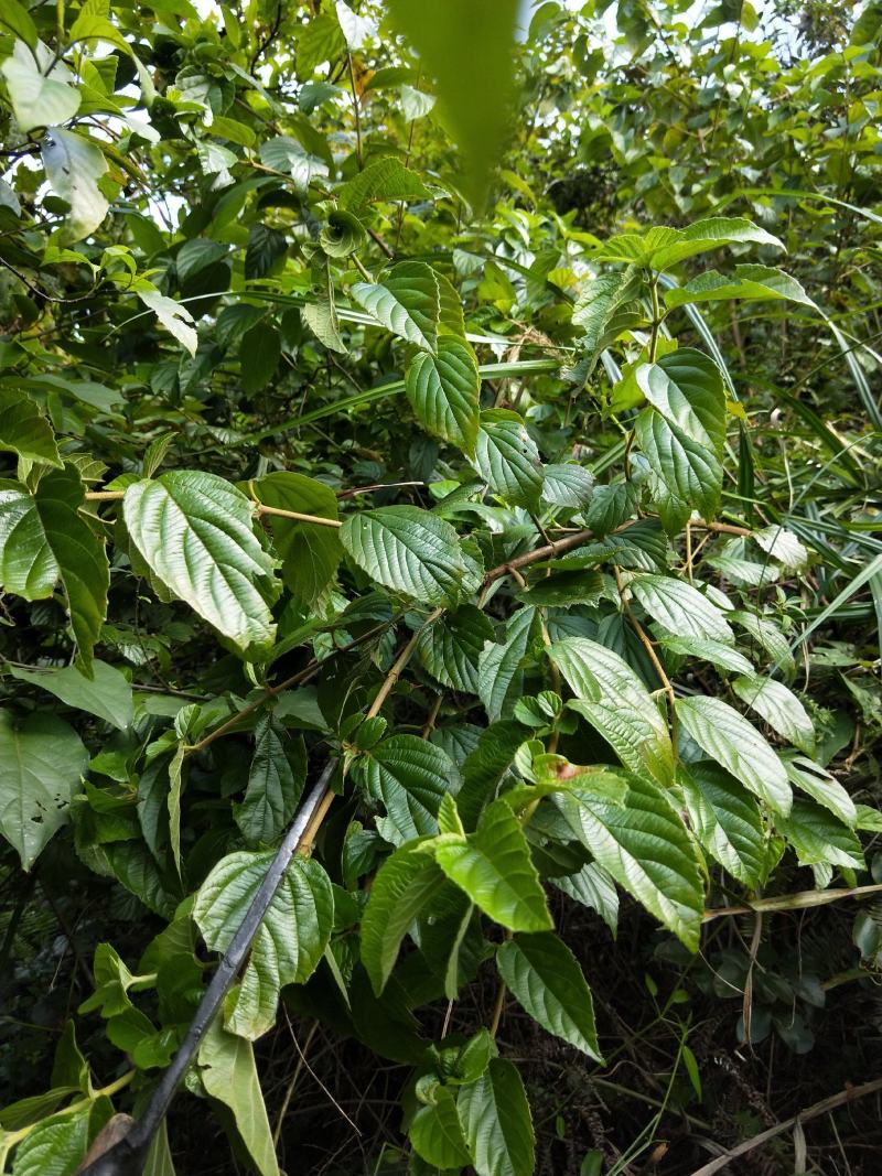 南方荚蒾、火柴树、火斋、满山红(干货)！
