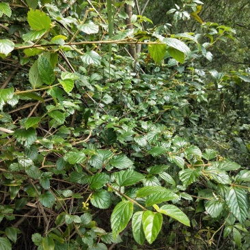 南方荚蒾、火柴树、火斋、满山红(干货)！